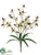Cymbidium Orchid Bush - Cream Burgundy - Pack of 12