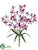 Cymbidium Orchid Bush - Orchid Purple - Pack of 12