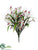 Cymbidium Orchid, Grass Bush - White Beauty - Pack of 12