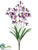 Dendrobium Orchid Bush - Lavender Violet - Pack of 12