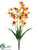 Dendrobium Orchid Bush - Talisman - Pack of 12
