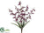 Orchid Bush - Eggplant - Pack of 12