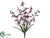 Orchid Bush - Eggplant - Pack of 12