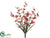 Orchid Bush - Flame - Pack of 12