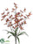 Orchid Bush - Red Rust - Pack of 12