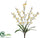 Mini Phalaenopsis Orchid Bush - Cream Yellow - Pack of 12