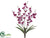 Mini Phalaenopsis Orchid Bush - Orchid Two Tone - Pack of 12