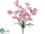 Cymbidium Orchid Bush - Lavender - Pack of 12
