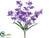 Cymbidium Orchid Bush - Purple - Pack of 12
