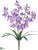Dendrobium Orchid Bush - Lavender - Pack of 12