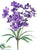 Dendrobium Orchid Bush - Purple - Pack of 12