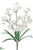 Dendrobium Orchid Bush - White - Pack of 12