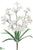 Dendrobium Orchid Bush - White - Pack of 12