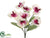 Phalaenopsis Orchid Bush - Cream Wine - Pack of 24