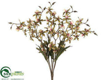 Oncidium Orchid Bush - Burgundy Cream Green Cream - Pack of 12