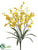 Oncidium Orchid Bush - Yellow - Pack of 12