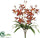 Cymbidium Orchid Bush - Brick Orange - Pack of 12