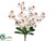 Phalaenopsis Orchid Bush - Cream Beauty - Pack of 12