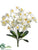 Phalaenopsis Orchid Bush - Cream Yellow - Pack of 12