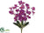 Phalaenopsis Orchid Bush - Orchid - Pack of 12