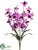 Cymbidium Orchid Bush - Purple - Pack of 12