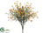 Phlox Flower Bush - Orange Yellow - Pack of 12