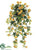 Mini Petunia Hanging Bush - Yellow Two Tone - Pack of 12