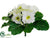 Primula Bush - Cream - Pack of 24