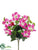 Petunia Bush - Pink - Pack of 12