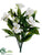 Petunia Bush - Cream - Pack of 6