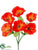 Poppy Bush - Flame - Pack of 24