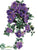 Petunia Hanging Bush - Purple Two Tone - Pack of 6