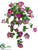 Petunia Hanging Bush - Orchid - Pack of 12