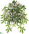 Outdoor Passion Flower Bush - Cream - Pack of 6