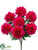 Peony Bush - Beauty - Pack of 12