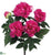 Peony Bush - Orchid - Pack of 12