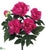 Peony Bush - Orchid - Pack of 12