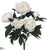 Peony Bush - White - Pack of 12