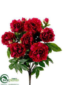 Peony Bush - Beauty - Pack of 6