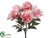 Peony Bush - Pink Cream - Pack of 6