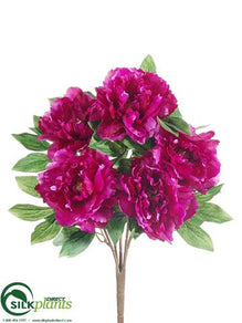 Peony Bush - Beauty - Pack of 6
