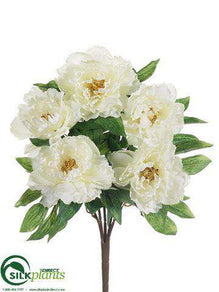 Peony Bush - White - Pack of 6