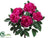 Peony Bush - Beauty - Pack of 12