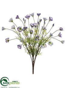 Poppy Bush - Purple Cream - Pack of 6