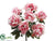 Peony Bush - Pink Cream - Pack of 6