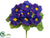 Primula Bush - Purple - Pack of 12