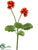 Primula Bush - Orange - Pack of 12