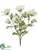 Queen Anne's Lace Bush - Cream - Pack of 6