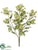 Queen Anne's Lace Bush - Green - Pack of 6