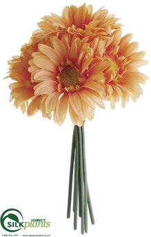 Gerbera Daisy Bouquet - Talisman - Pack of 12